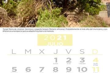  Telde pone en valor su patrimonio vegetal con un almanaque con los árboles más singulares/TA.